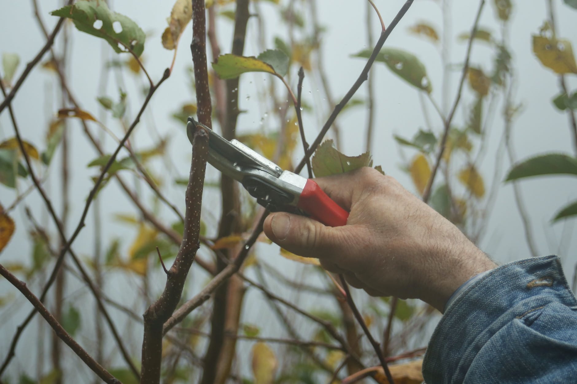 pruning by the moon